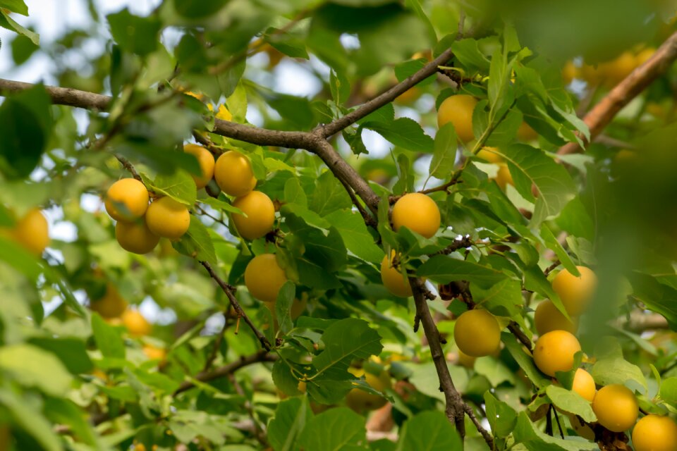 Sweet ripe vitamins