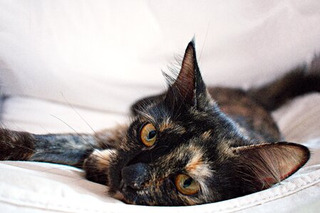 Domestic pet kitty