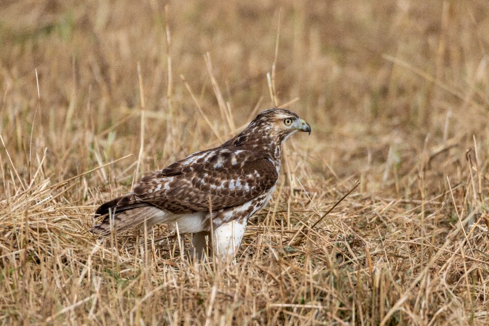 Nature wildlife predator