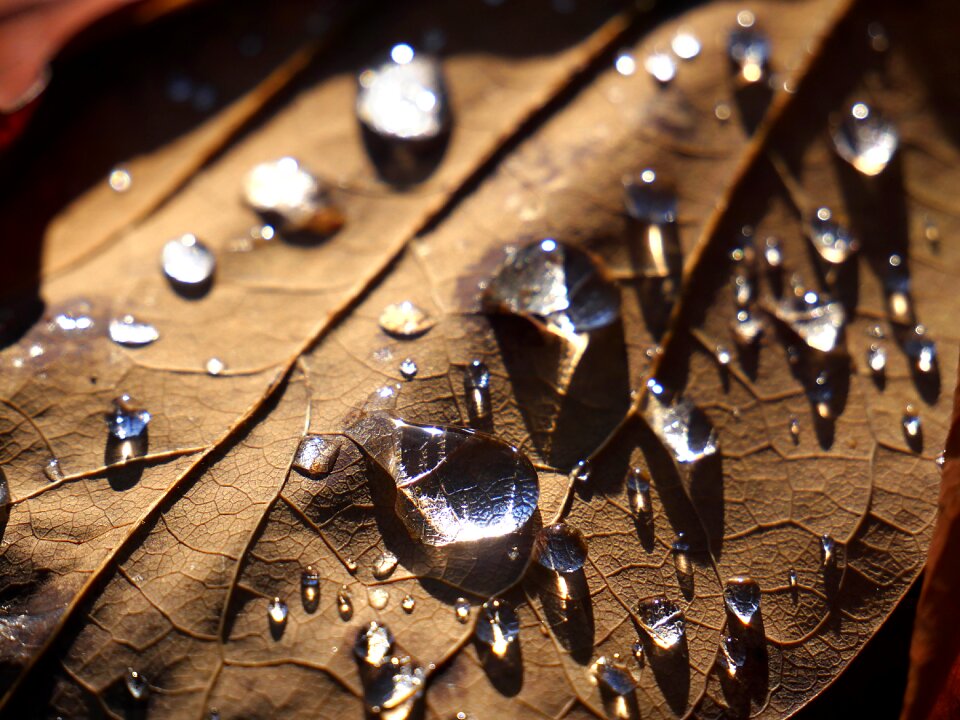 Water wet dew