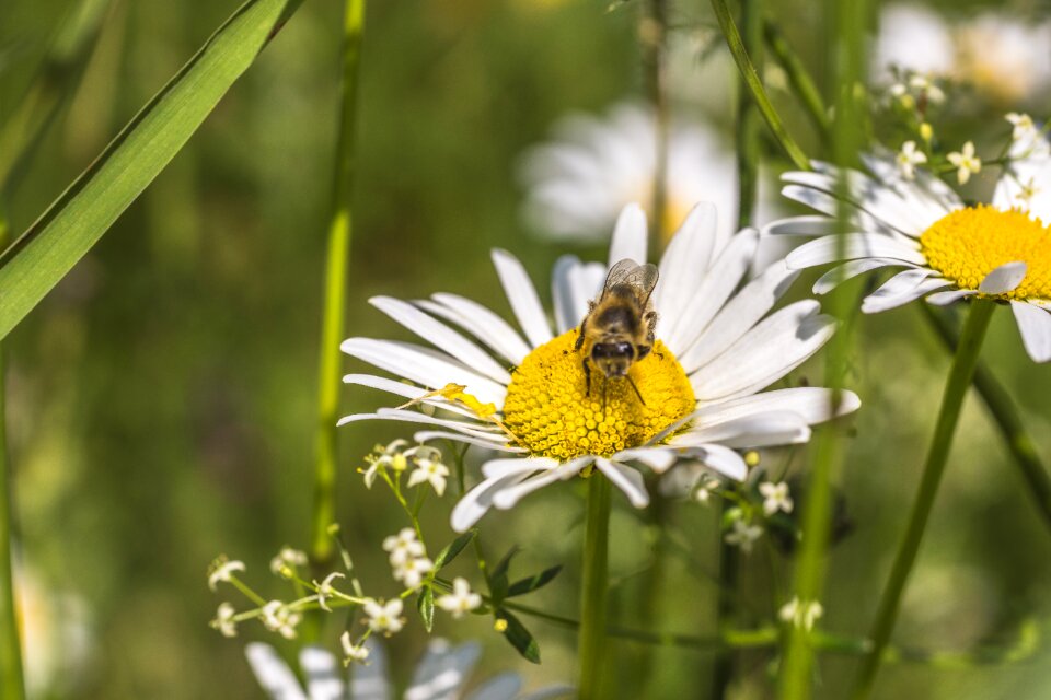 Meadow spring bee