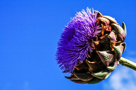 Bloom bright purple photo