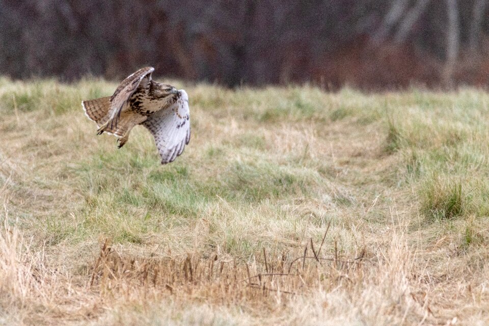 Nature wildlife predator