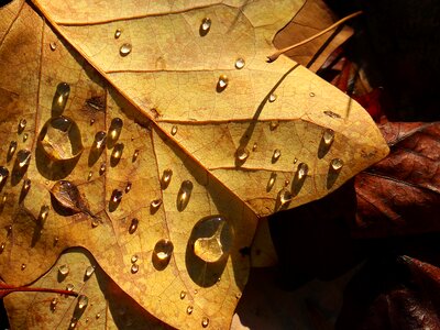 Water wet dew