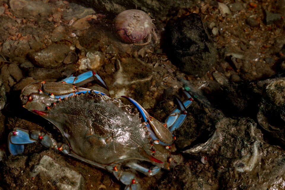Saltwater seafood crab