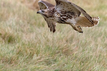 Nature wildlife predator