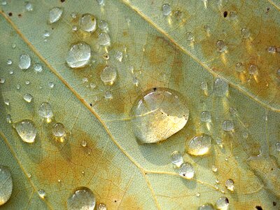 Water wet dew