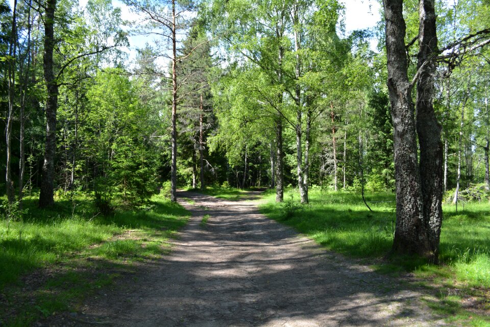 Green trees idyllic