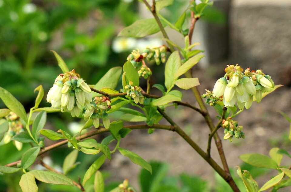Spring blueberries berries