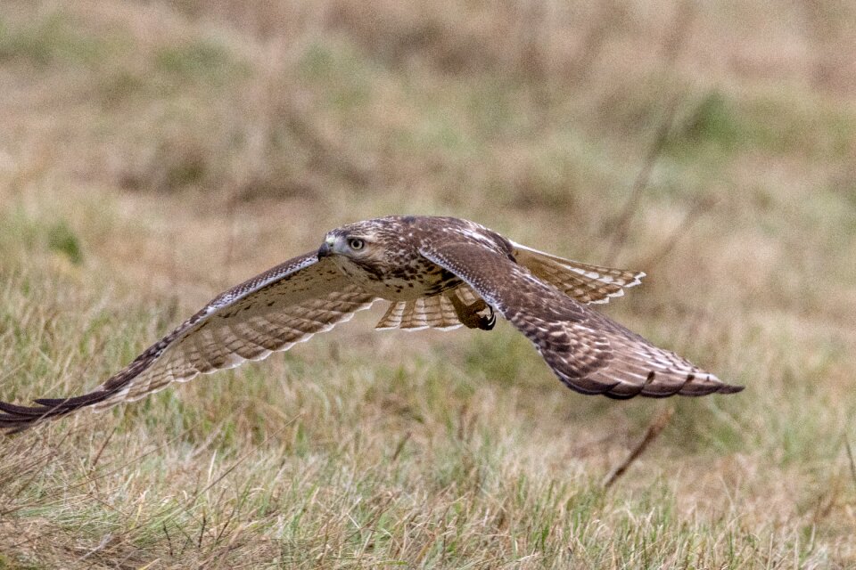 Nature wildlife predator