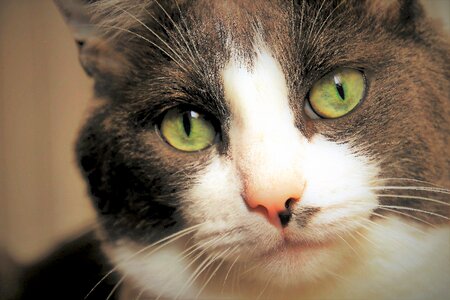 Animal mustache focus
