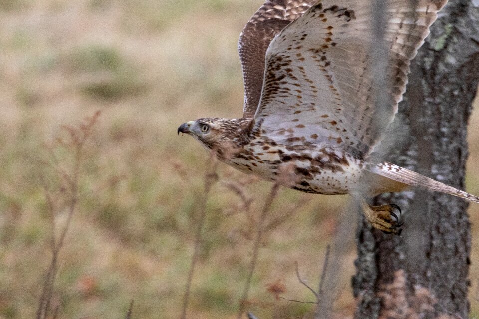 Nature wildlife predator