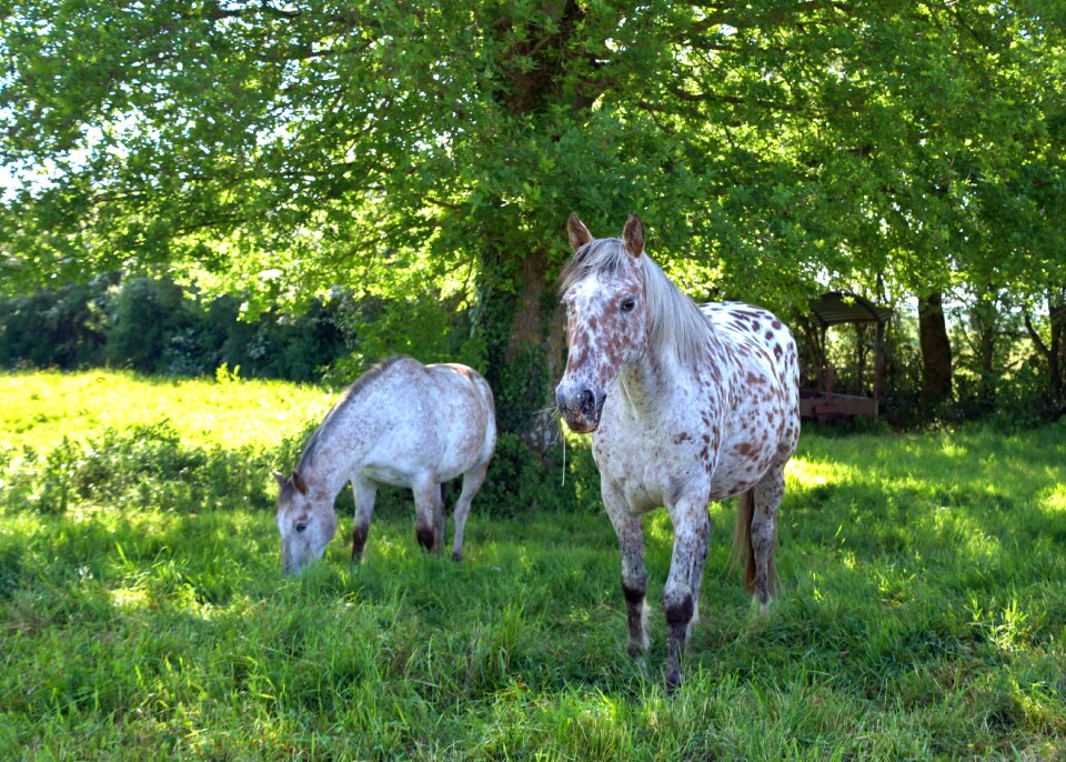 Two green animal
