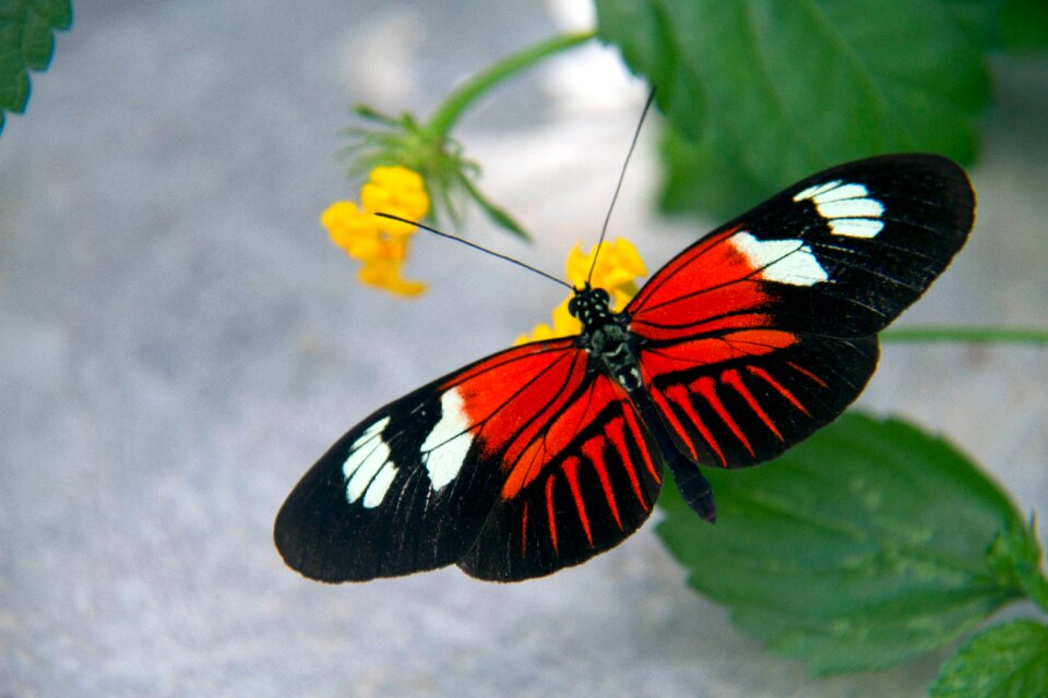 Insect flower colorful