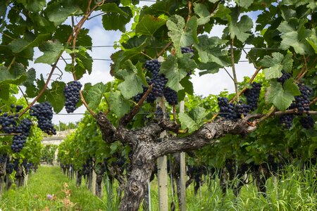 Winegrowing grapevine vines stock