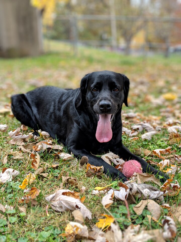Canine ball black
