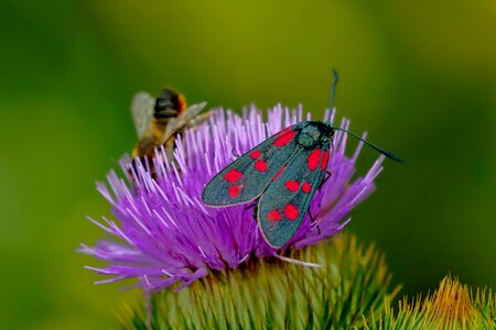 Six moth close up flight insect photo