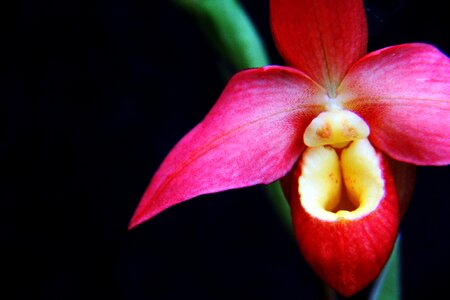 Plant bloom nature