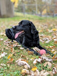 Canine ball black photo