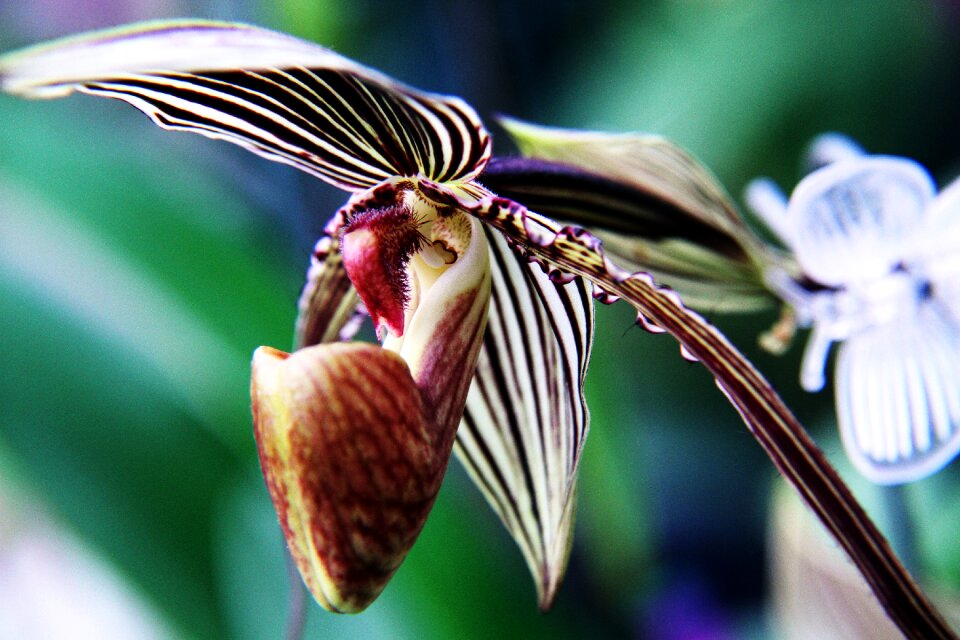 Plant bloom nature