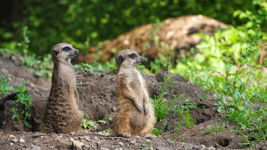 Curious cute tiergarten