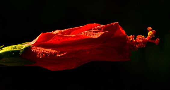 Flower closed red photo