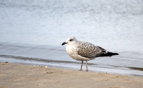 Water animals coastal