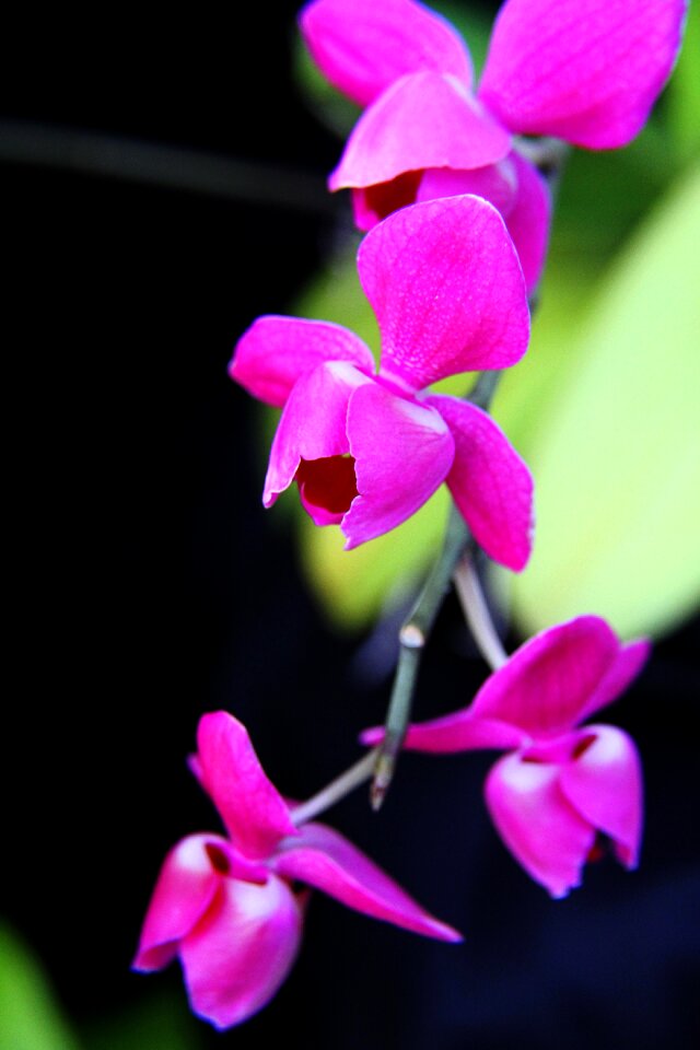 Plant bloom nature