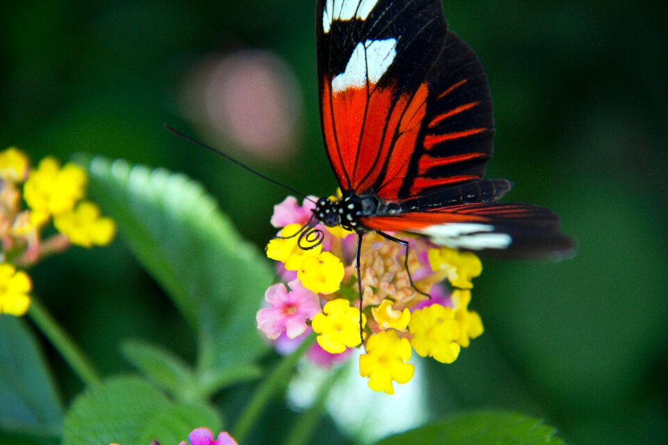 Insect animal bloom