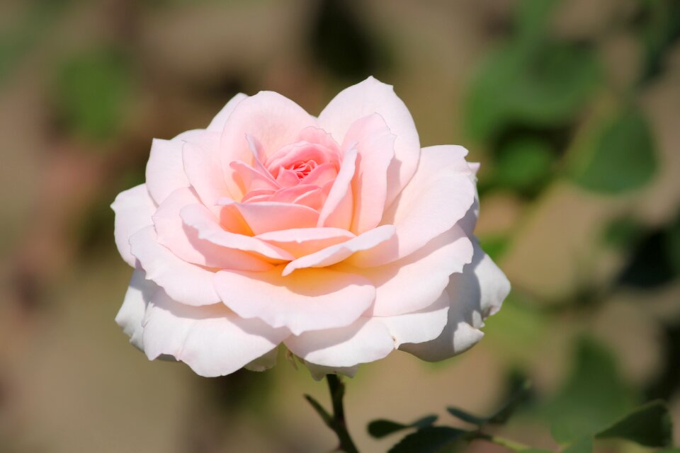 Tender rose bloom pink rose