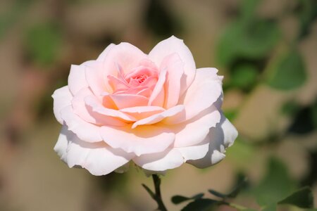 Tender rose bloom pink rose photo