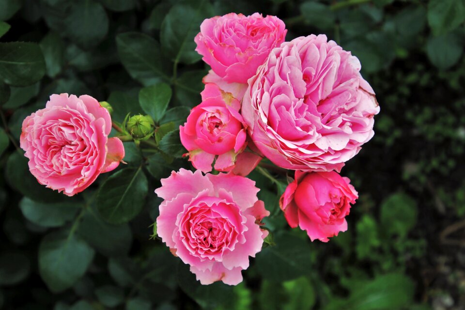The petals nature flower