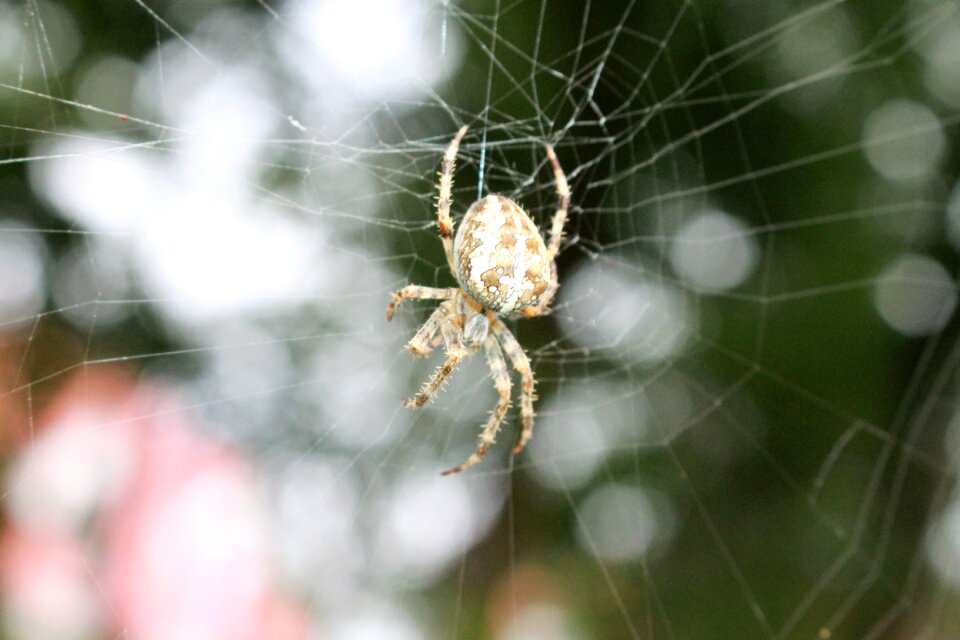 Cobweb insect araneus