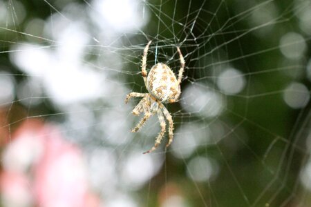 Cobweb insect araneus