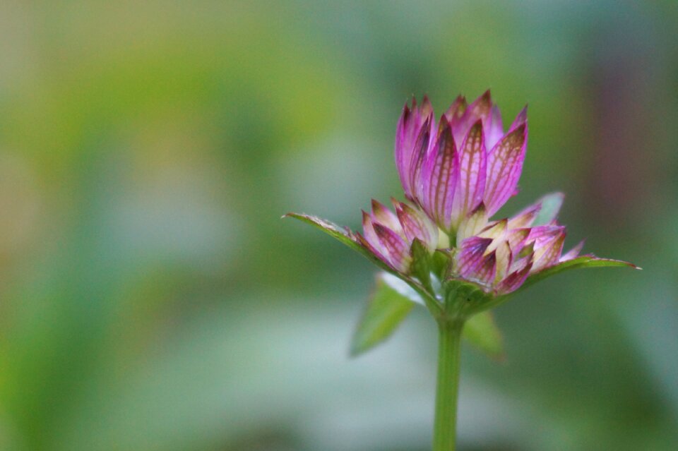 Pink flower garden blossom