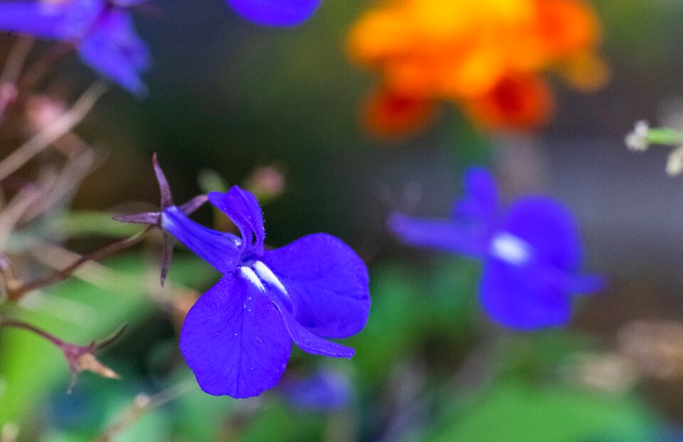 Bloom macro spring