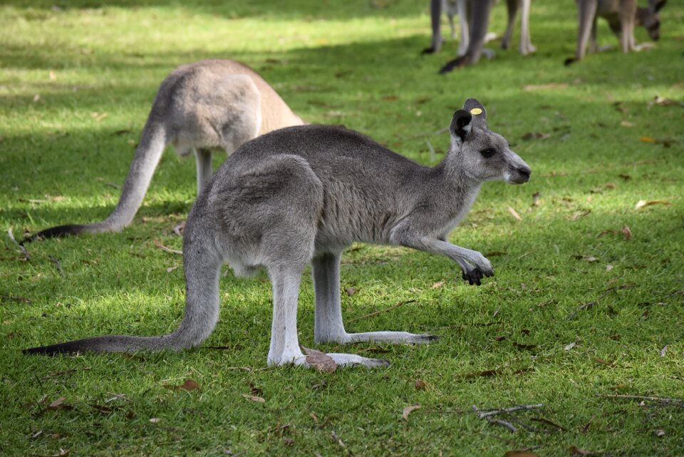 Australia kangaroo nature