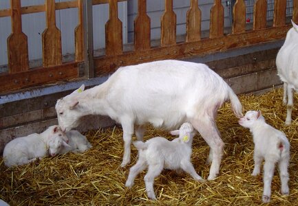 Goat farm cattle mammals