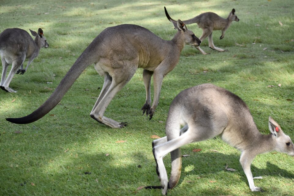 Australia nature kangaroo