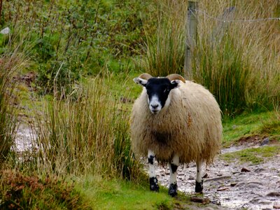 Pentlands scotland pasture