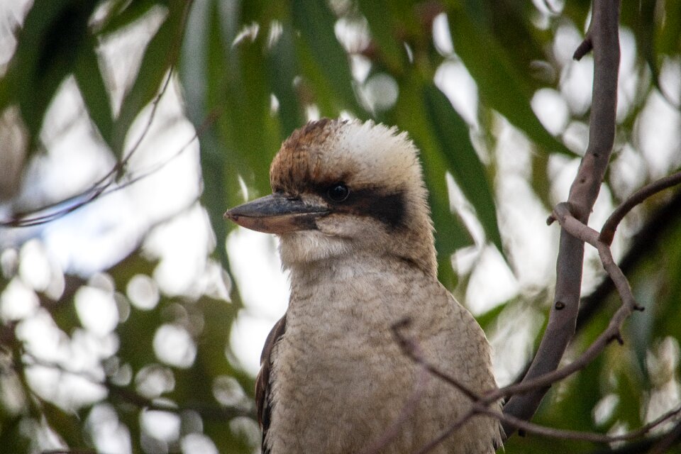 Australia wildlife nature