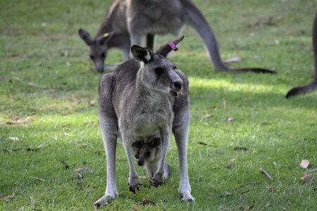 Australia nature kangaroo