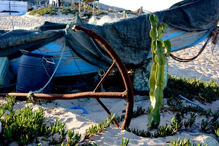 Iron cactus blue