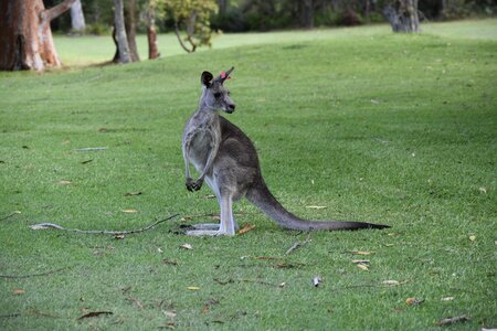 Australia nature kangaroo
