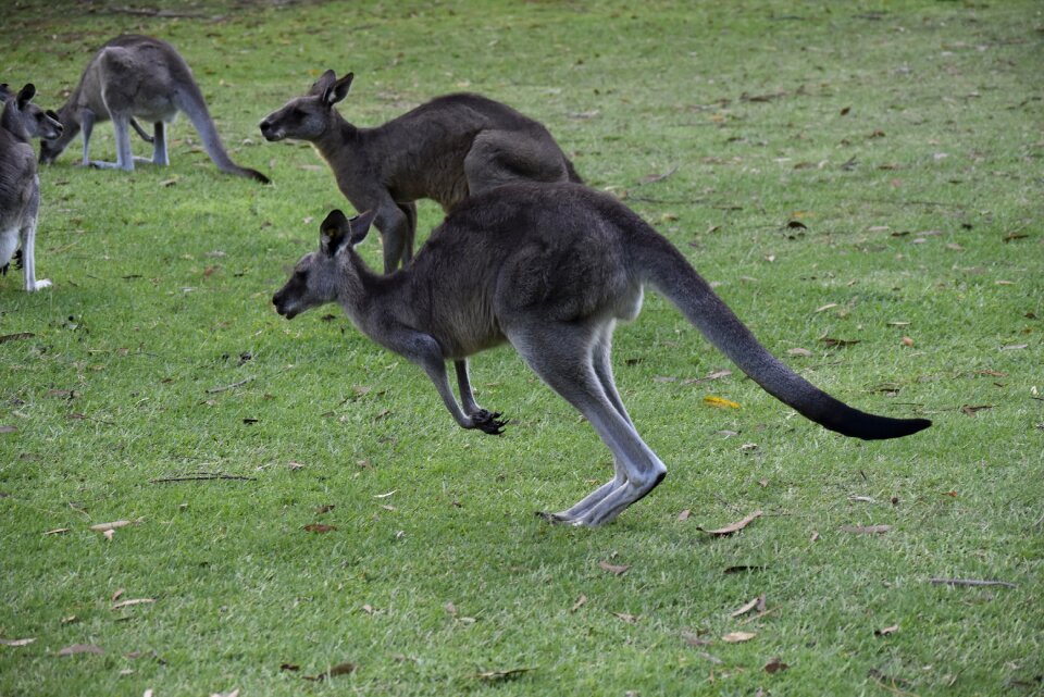 Australia nature kangaroo