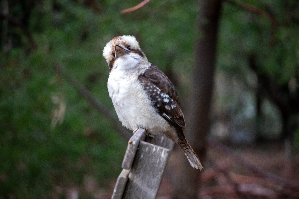 Wildlife nature white