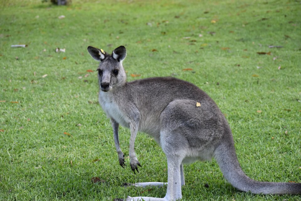 Australia nature kangaroo