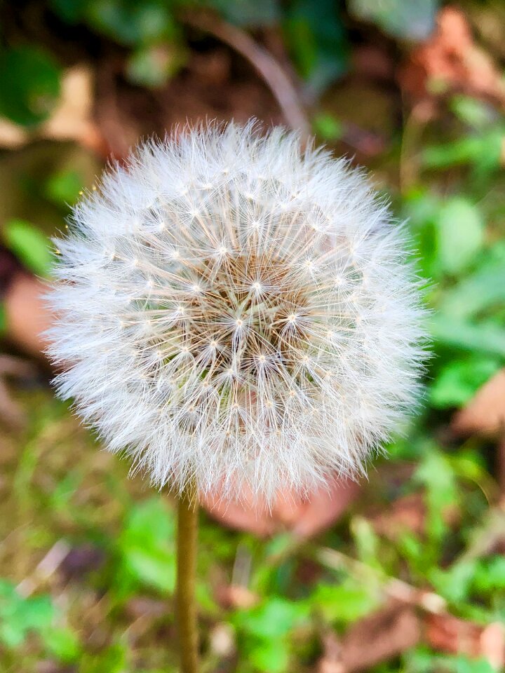 Macro spring field