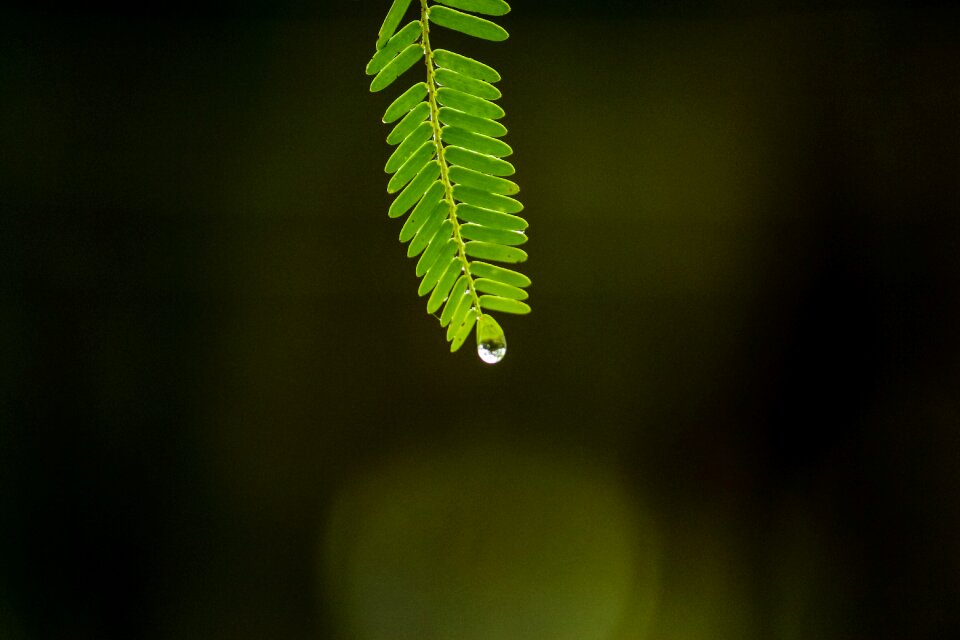 Waterdrops green black water photo