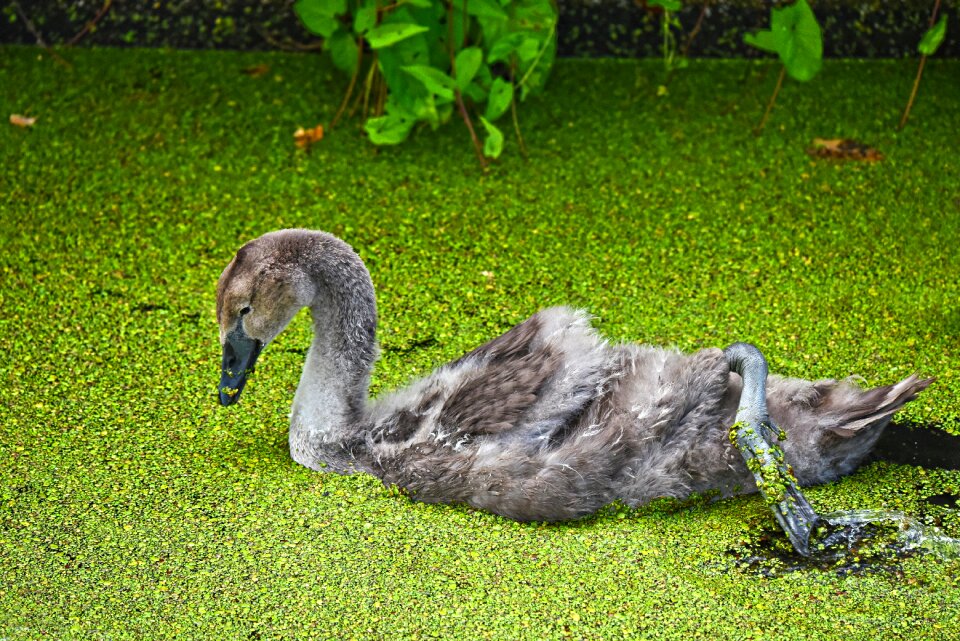 Water bird juvenile young